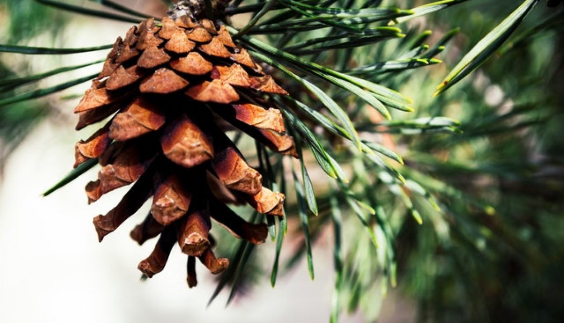 pine cone on a tree is pin sol a good cleaner