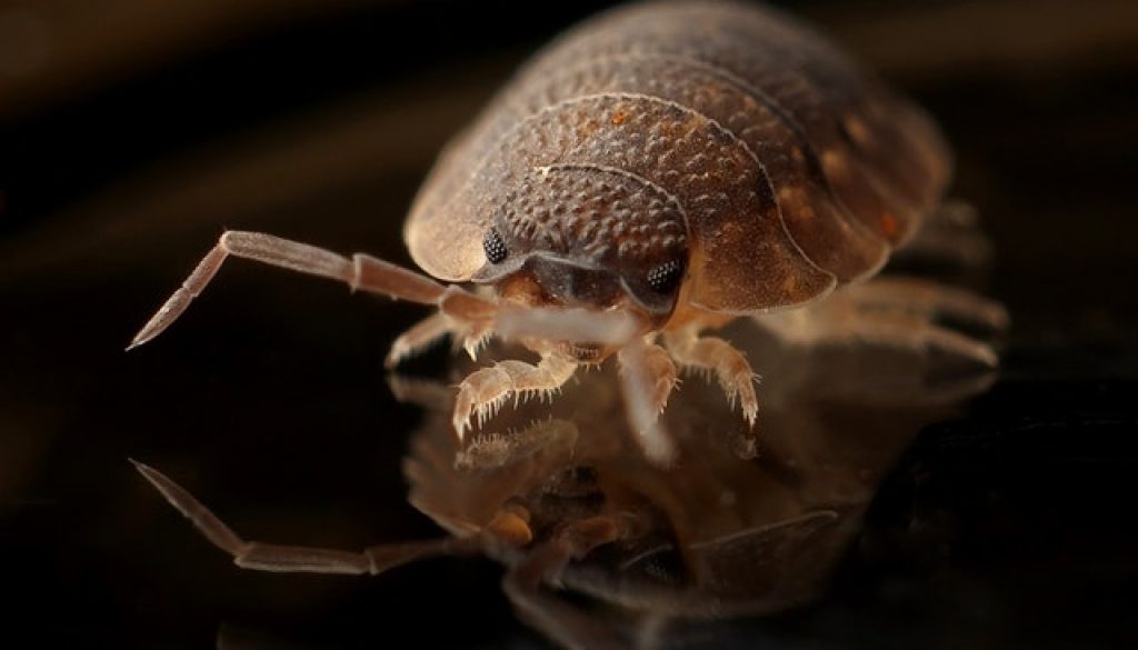 Bleach Kill Bed Bugs And Their Eggs, Will Bleach Kill Fleas On Hardwood Floors