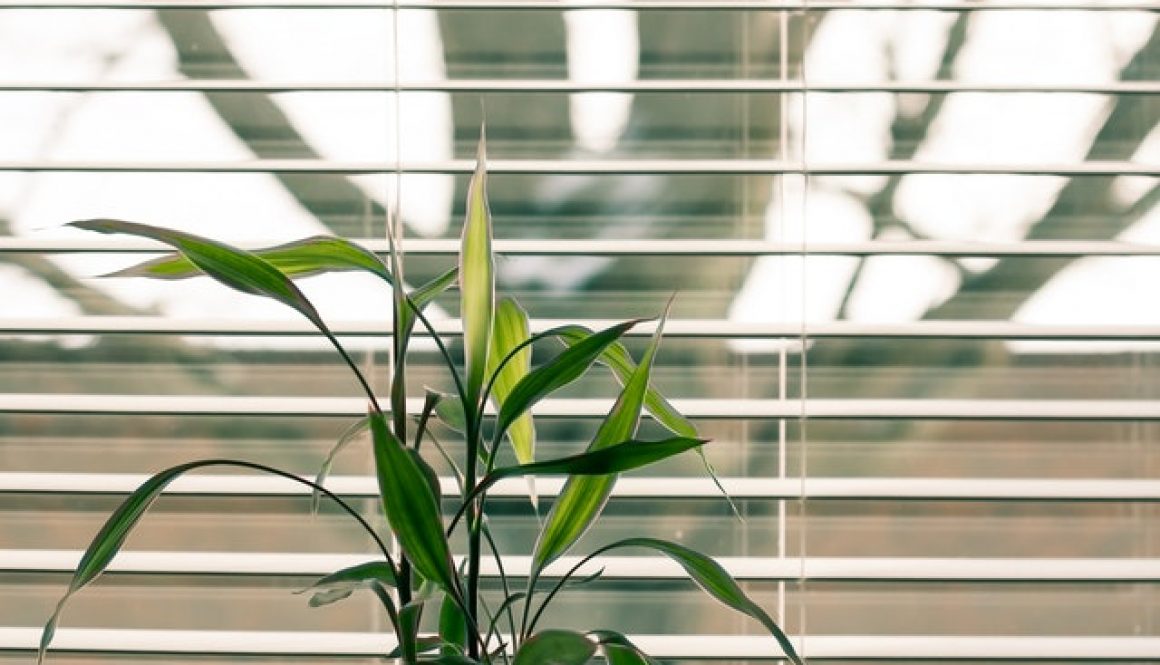 white blinds with person wondering what is the best tool to clean blinds